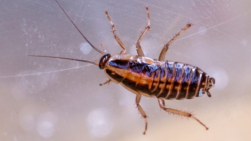 What Does a German Cockroach Look Like