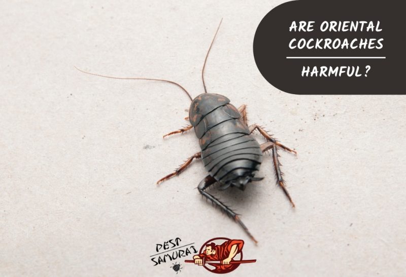 Are Oriental Cockroaches Harmful
