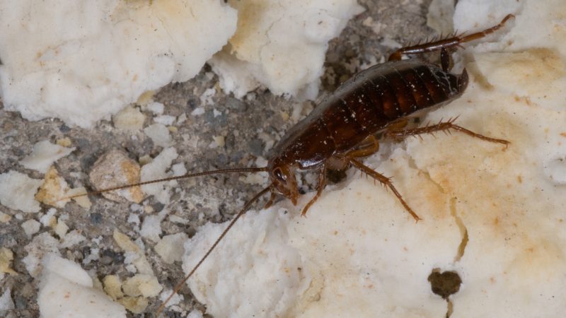 Are Oriental Cockroaches a Problem