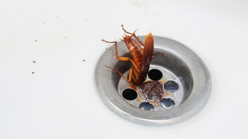 Can Cockroaches Come Through the Drain