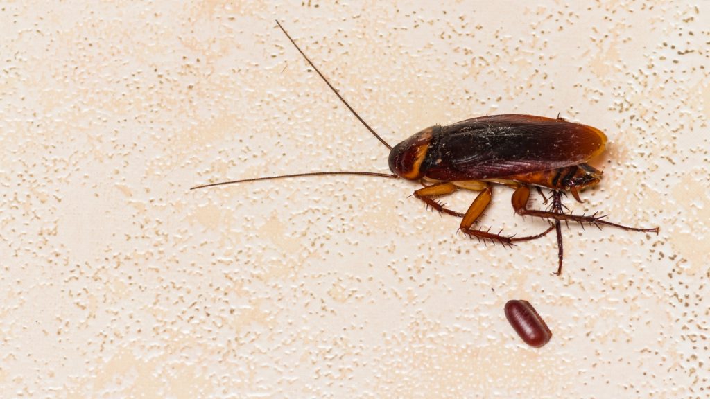 El Huevo De Cucaracha Sobrevive Sin Comida