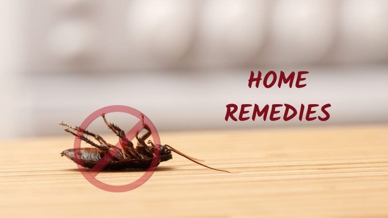 Home Remedies for Cockroaches