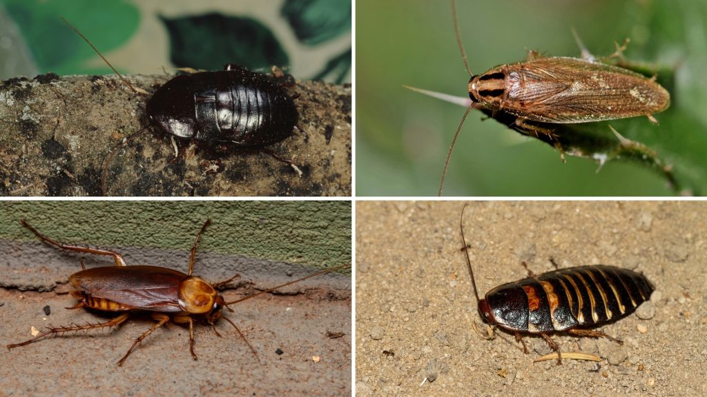 What Do Cockroaches Smell Like? Information and Facts Pest Samurai