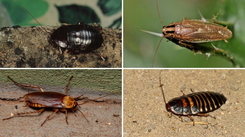 How Do Specific Cockroach Species Smell Like