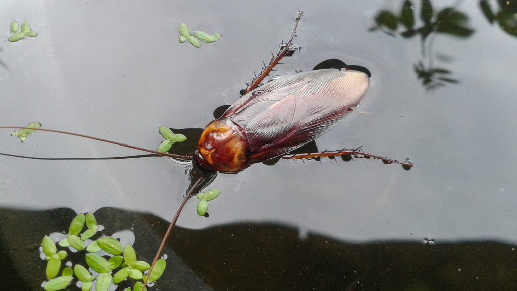 Hoe lang kunnen kakkerlakken leven zonder Water