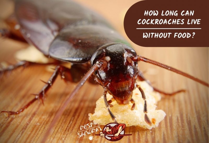 how long can small roaches live without food