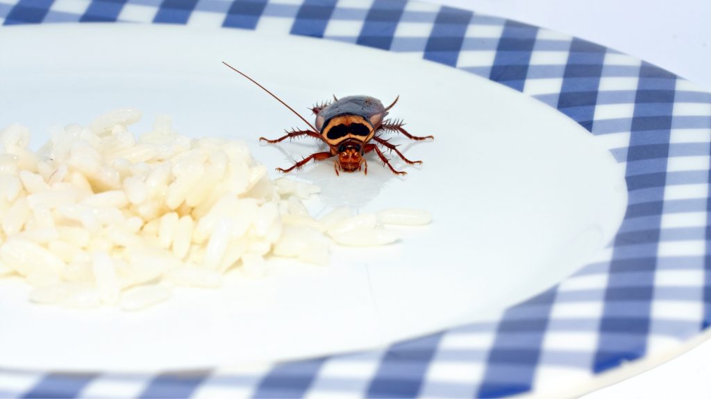 ゴキブリは何日食べ物なしで生きることができますか