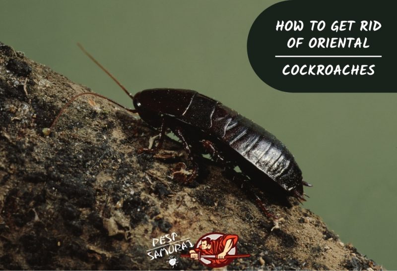 How to Get Rid of Oriental Cockroaches