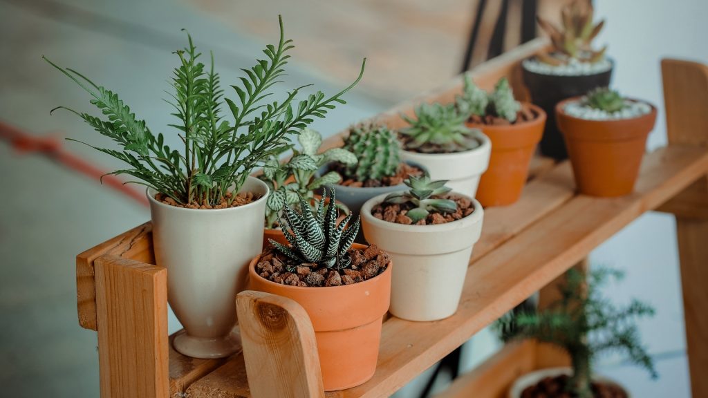 Plantas Que As Baratas Odeiam