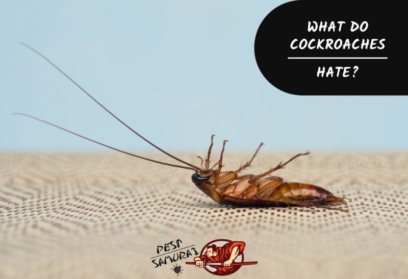 What Do Cockroaches Hate