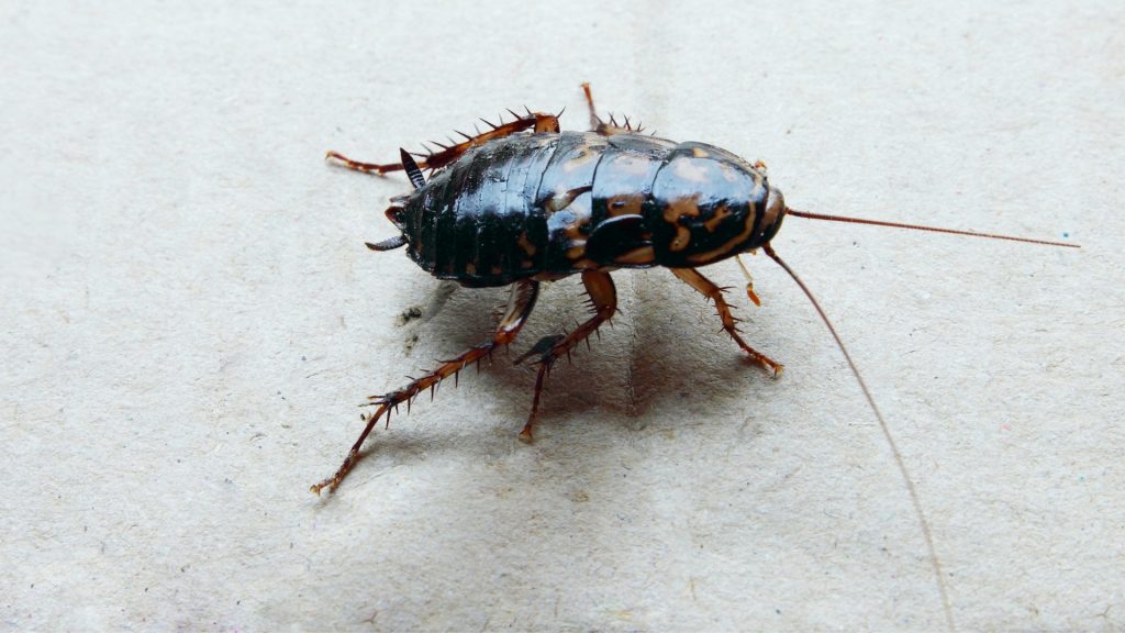 What Does an Oriental Cockroach Look Like