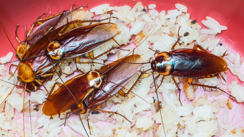 どのような食べ物がゴキブリを引き付けるか