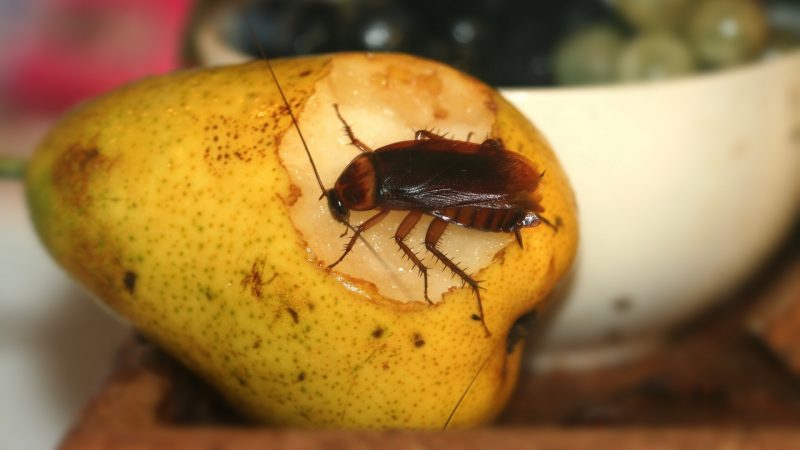 What Fruits and Vegetables Do Cockroaches Hate