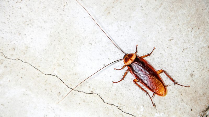 Where Do Cockroaches Originally Come From