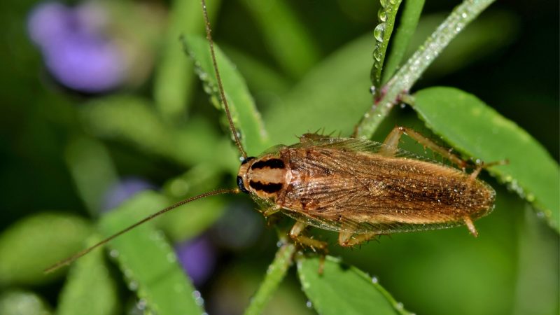 Where Do German Cockroaches Come From