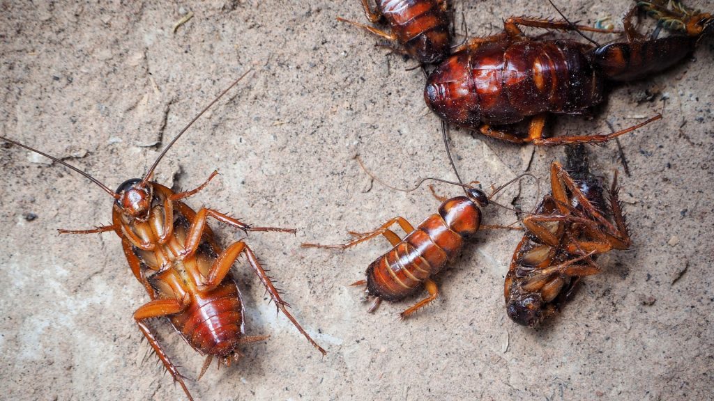 What Is a Cockroach? | Information and Facts - Pest Samurai