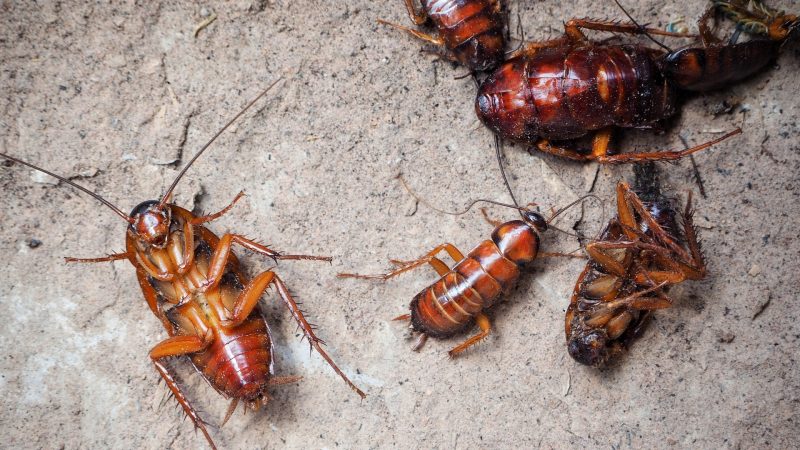 Cockroach Description How to Identify a Cockroach