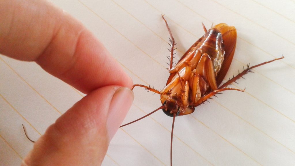 Cockroach Origin