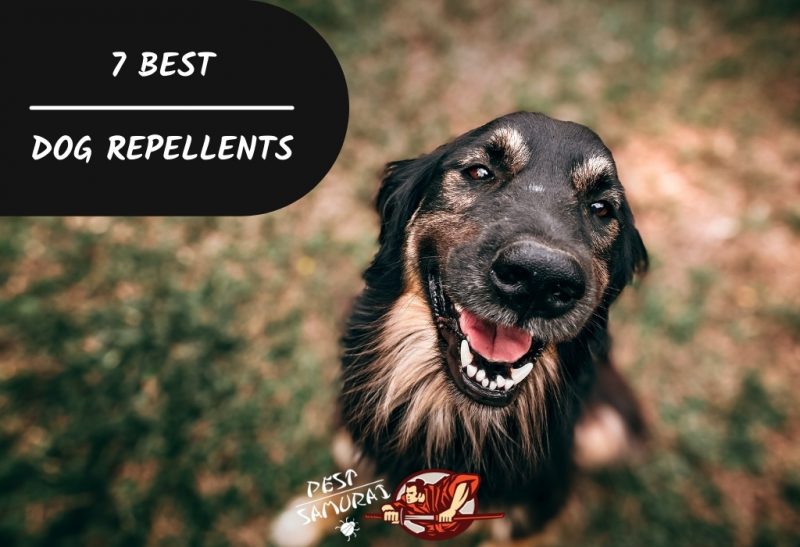 7 Best Dog Repellents