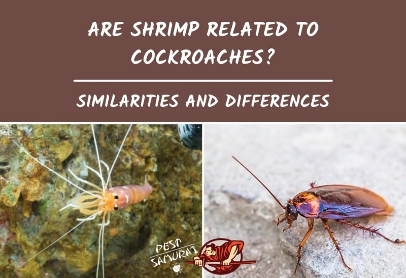 Are Shrimp Related to Cockroaches11