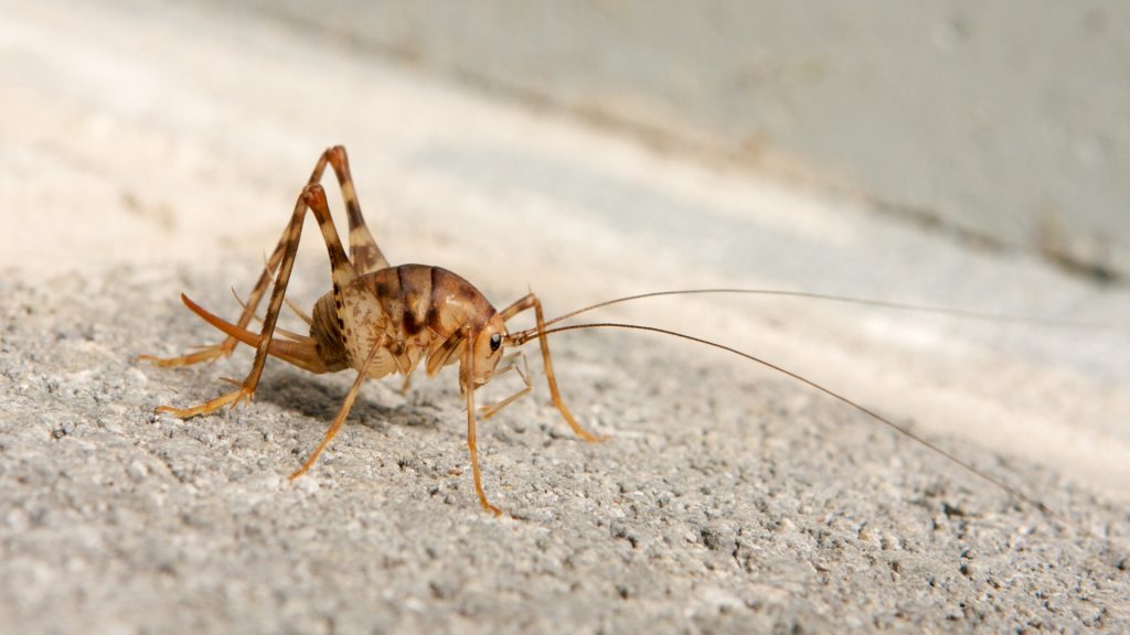 Are Spider Crickets Dangerous