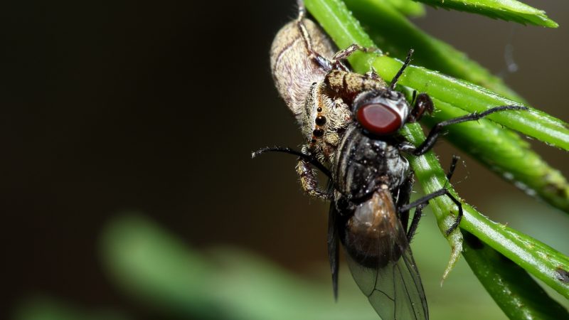 Are Spiders Carnivores or Herbivores