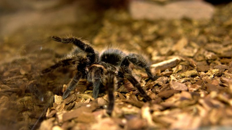 Are Tarantulas True Spiders