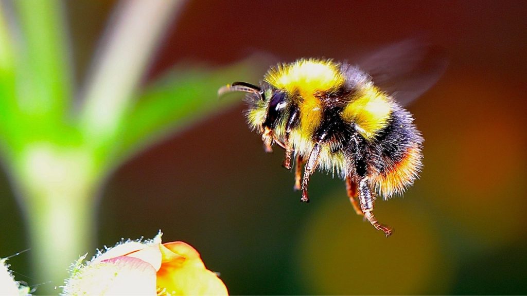 Bumblebee Identification