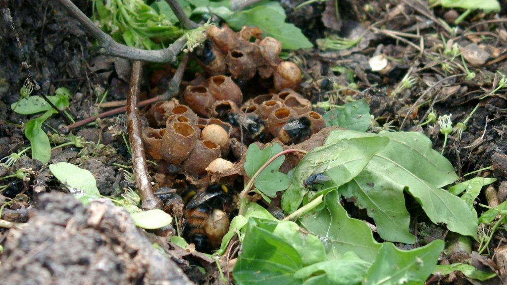 Bumblebee Insect Nest