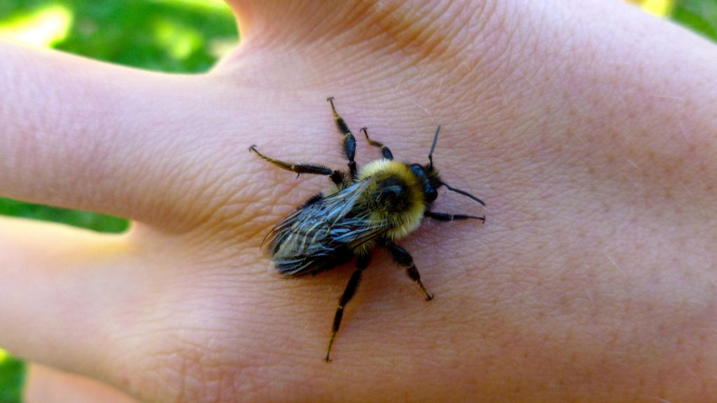 One of the most common North American bumble bee species is