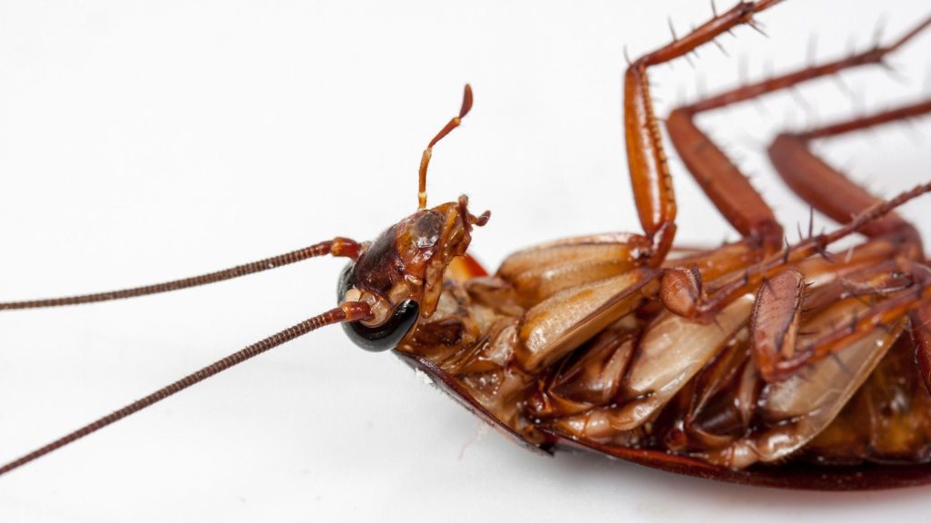 Cockroach Head Anatomy and Morphology