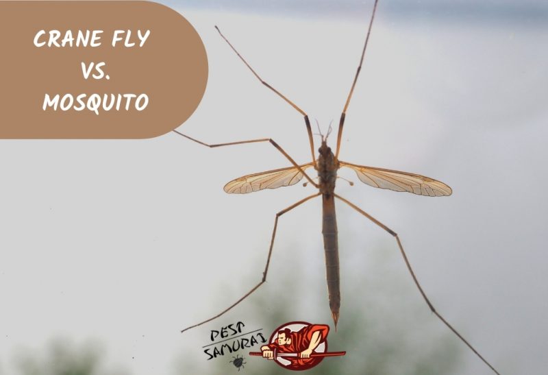 Crane Fly vs. Mosquito