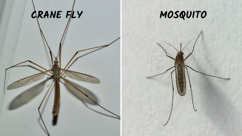 Difference Between Mosquito and Mosquito Eater (Crane Fly)
