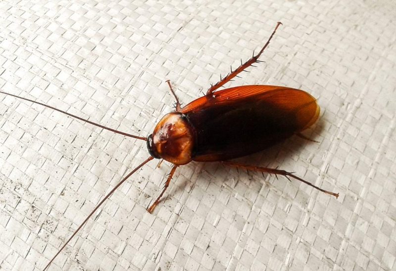 Do Cockroaches Crawl on You at Night? | Information and Facts