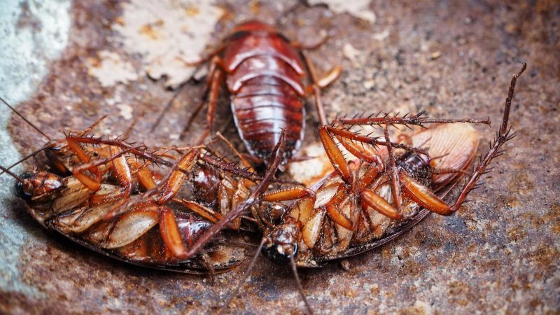 Do Cockroaches Eat the Head off Other Dead Roaches
