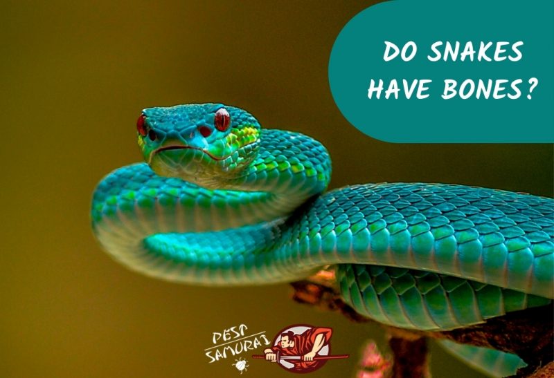 Do Snakes Have Bones