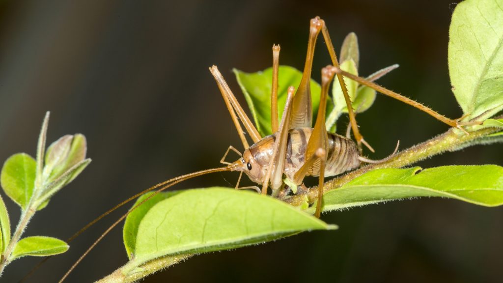 Do Spider Crickets Bite