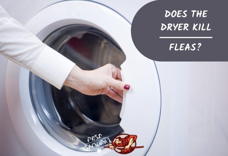Does the Dryer Kill Fleas