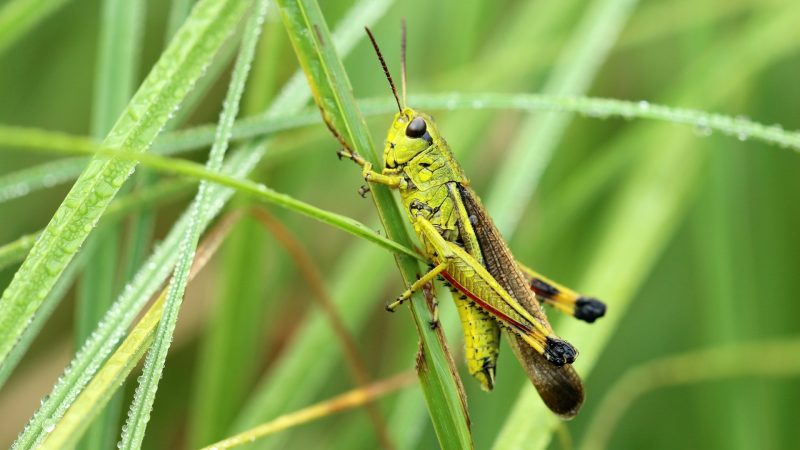 Grasshoppers