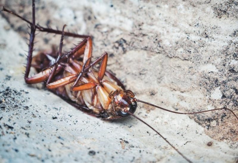 How Long Can a Cockroach Live Without Its Head