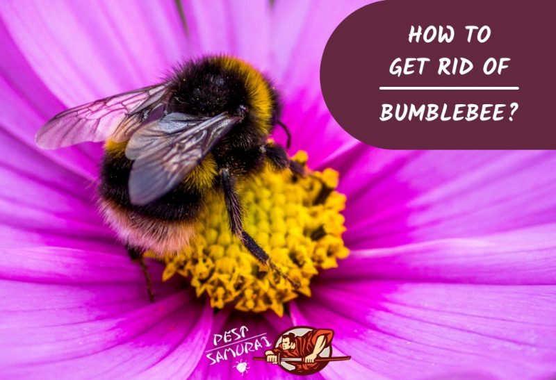 How To Get Rid of Bumblebee