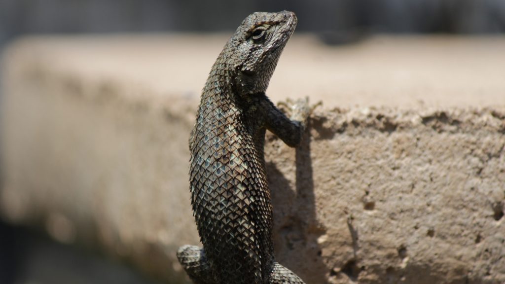 How To Get Rid of Lizards Around the House