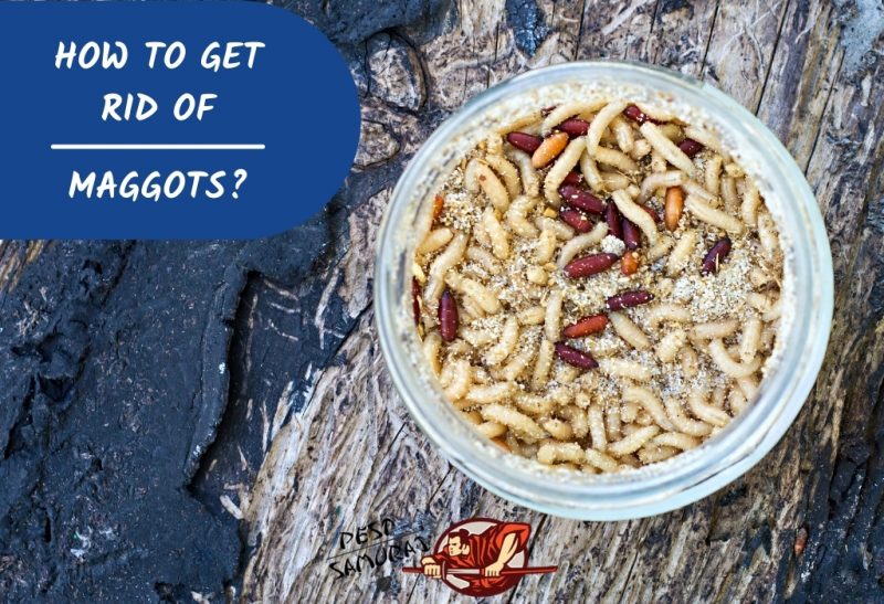 Maggot Control How To Get Rid of Maggots? Pest Samurai