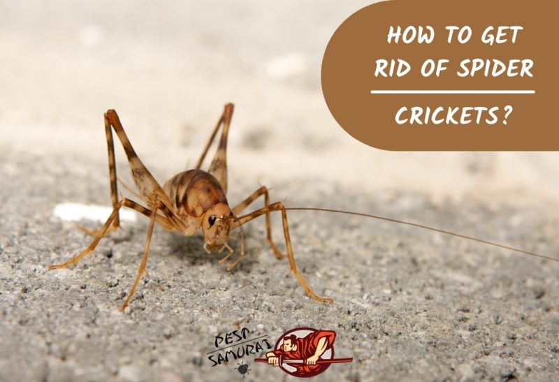 crickets cricket pest