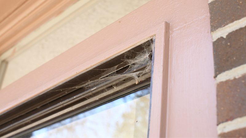 How To Get Rid of Spider Nests on Windows