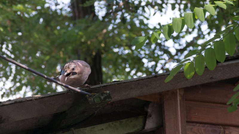 How To Get Rid of Woodpeckers Pecking Your House