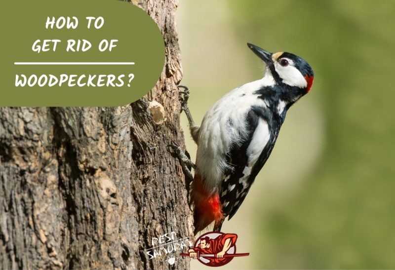How To Get Rid of Woodpeckers