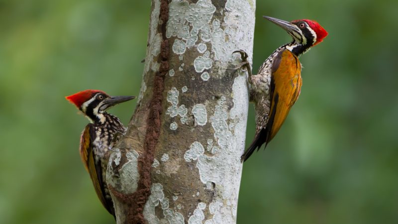 How To Get Rid of Woodpeckers on Trees