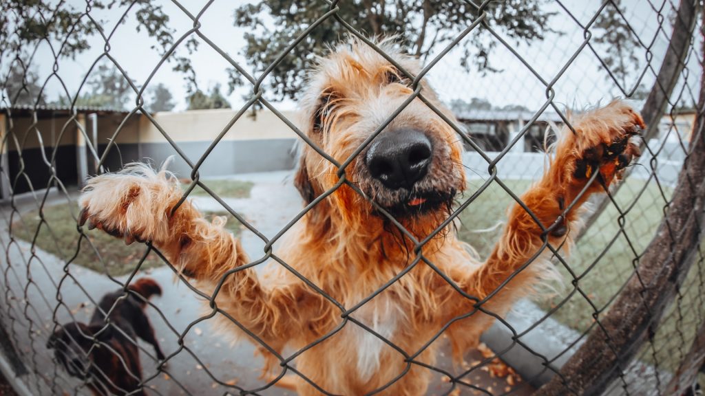 which dog repellent is best