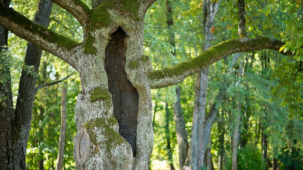 How To Protect Your Tree From Borer Beetles